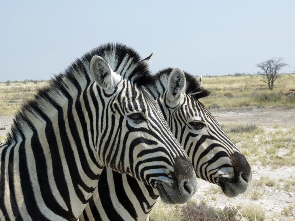 Hotel Etosha Safari Camp, Etosha National Park, Namibia Okaukuejo Exteriér fotografie