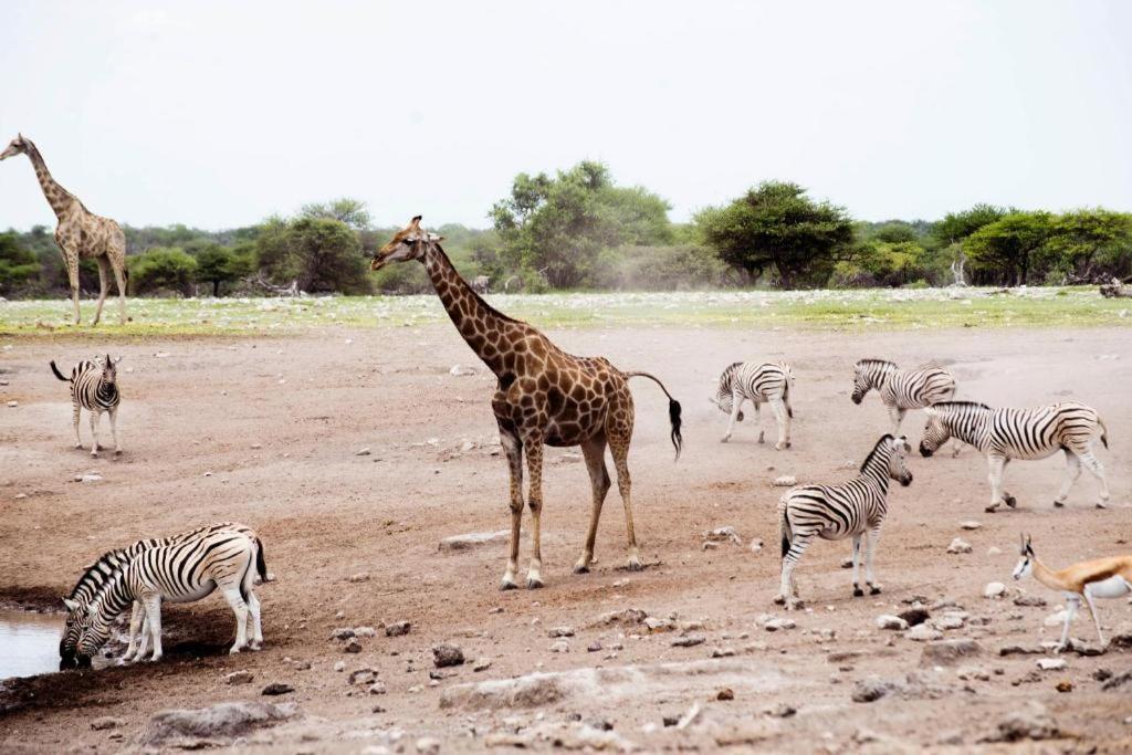 Hotel Etosha Safari Camp, Etosha National Park, Namibia Okaukuejo Exteriér fotografie