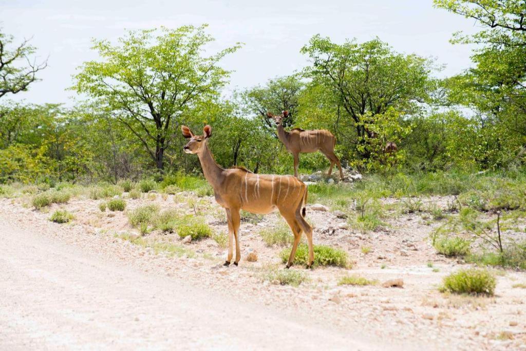 Hotel Etosha Safari Camp, Etosha National Park, Namibia Okaukuejo Exteriér fotografie